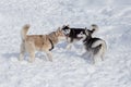 Three siberian husky are playing on a white snow in the park. Pet animals