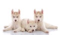 Three siberian husky puppies laying on white background