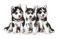 Three Siberian Husky puppies over white