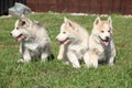 Three Siberian husky puppies