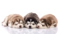 Three siberian husky puppies sleeping