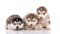 Three siberian husky puppies