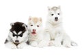 Three Siberian husky puppy dog Royalty Free Stock Photo