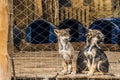 Three Siberian shepherd puppies in a penned dog farm
