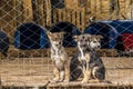 Three Siberian shepherd puppies in a penned dog farm Royalty Free Stock Photo