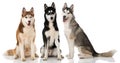 Three sibirian husky dogs sitting on white background