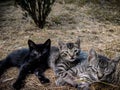 Three siblings laying for a rest on the soft yellow grass Royalty Free Stock Photo