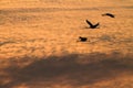 Three silhouette of migrating crane Grus grus ower clouds Royalty Free Stock Photo