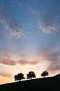 Three Silhouette Trees And Cloudscape