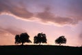 Three Silhouette Trees At The Twilight