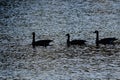 Three Silhouetted Geese Swimming on an Evening Pond Royalty Free Stock Photo