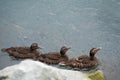 Three similar ducks swimming in a row Royalty Free Stock Photo