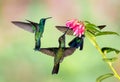 Three Single Lesser Violetear or mountain violet-ear battle over the nectar of the flower Royalty Free Stock Photo