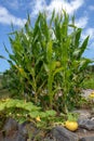 Three sisters garden. Planting corn, squash and beans together