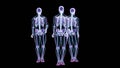 Three skeletons standing and moving normally isolated on black background, scan