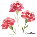 Three sketch style watercolor carnation flowers Royalty Free Stock Photo