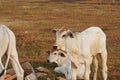 Three skinny white Cambodian cow. Countryside landscape in Kampot Province in southern Cambodia, Asia. A group of cows Royalty Free Stock Photo