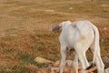 Three skinny white Cambodian cow. Countryside landscape in Kampot Province in southern Cambodia, Asia. A group of cows Royalty Free Stock Photo