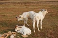 Three skinny white Cambodian cow. Countryside landscape in Kampot Province in southern Cambodia, Asia. A group of cows Royalty Free Stock Photo