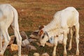 Three skinny white Cambodian cow. Countryside landscape in Kampot Province in southern Cambodia, Asia. A group of cows Royalty Free Stock Photo