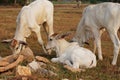 Three skinny white Cambodian cow. Countryside landscape in Kampot Province in southern Cambodia, Asia. A group of cows Royalty Free Stock Photo