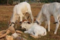 Three skinny white Cambodian cow. Countryside landscape in Kampot Province in southern Cambodia, Asia. A group of cows Royalty Free Stock Photo