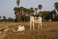 Three skinny white Cambodian cow. Countryside landscape in Kampot Province in southern Cambodia, Asia. A group of cows Royalty Free Stock Photo