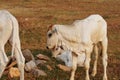 Three skinny white Cambodian cow. Countryside landscape in Kampot Province in southern Cambodia, Asia. A group of cows Royalty Free Stock Photo