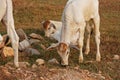 Three skinny white Cambodian cow. Countryside landscape in Kampot Province in southern Cambodia, Asia. A group of cows Royalty Free Stock Photo