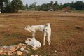 Three skinny white Cambodian cow. Countryside landscape in Kampot Province in southern Cambodia, Asia. A group of cows Royalty Free Stock Photo