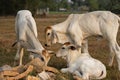 Three skinny white Cambodian cow. Countryside landscape in Kampot Province in southern Cambodia, Asia. A group of cows Royalty Free Stock Photo