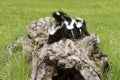 Three Skunks Exploring a Log Royalty Free Stock Photo