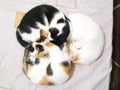 Three Sleeping Cats