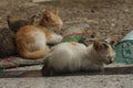 three sleeping cats