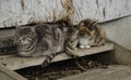 Three sleeping cats