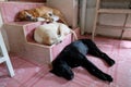 Three Sleeping dog on the stairs