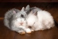 Three sleeping fluffy white and gray rabbits.