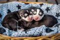 Three sleeping husky puppies in the basket Royalty Free Stock Photo