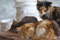 Three Sleeping Kittens Kitties Orange Tabby Calico