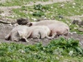 Three sleeping Pigs