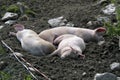 Three sleeping pigs