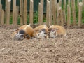 Three sleeping pigs