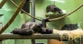 Three sleeping Western lowland gorillas