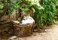 Three sleepy cats on stump