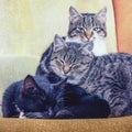 Three sleepy kittens on the chair