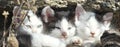 Three Sleepy Kittens in the sun Royalty Free Stock Photo