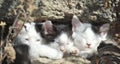 Three Sleepy Kittens in the sun (color) Royalty Free Stock Photo