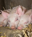 Three Sleepy Piglets