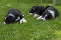 Three dog puppies lie in the meadow
