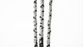 Three slender birch tree trunks with distinctive white bark and dark markings against a stark white background Royalty Free Stock Photo